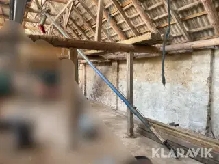Kornsnegl