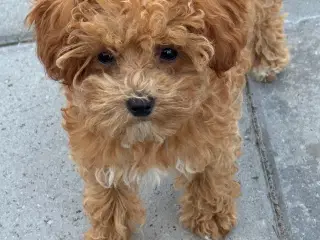 Maltipoo  få rejseklar 