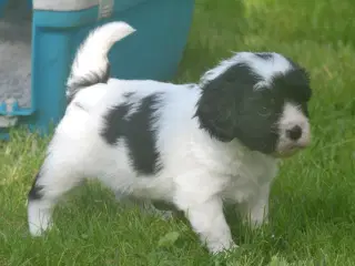 Cavalier/Phalene
