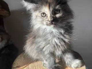 Maine Coon killinger 