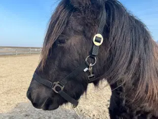 Skønne Thor