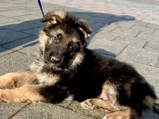 Schæfer hvalpe med DKK stamtavle