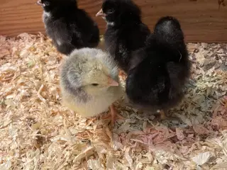Grønlægger kyllinger