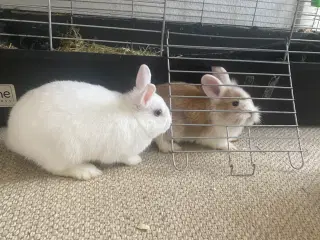 Kaniner modtages 