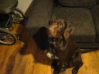 Rulabber (Labrador/Ruhåret hønsehund).