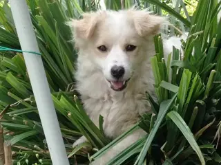 Zuzu - ca 1 år og 7 kg 