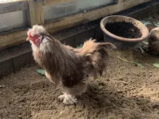 Us silke hane mottled