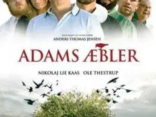 Adams æbler ; NY !