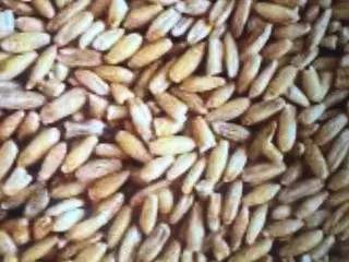 Havre sælges 1 kr/kg