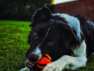 Bordercolli (charlie) 1 år gammel 