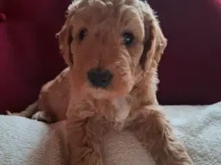 Goldendoodle/Labradoodle