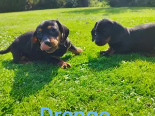 Gravhunde hvalpe korthåret 