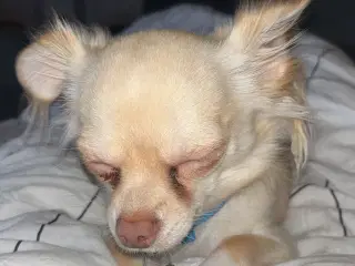 Chihuahua hanhund, 2 år 
