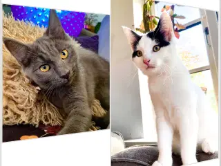 Maine Coon/Perser/Huskat killinger