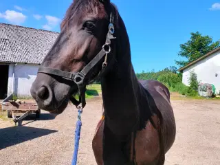 Friser pferd vallak sælges 
