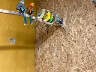 Sangparekitter