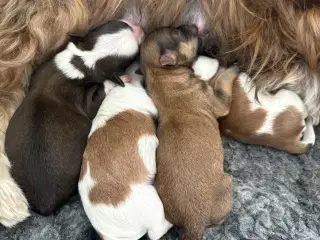 Bichon havanais hvalp