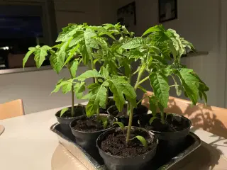 Flotte Tomatplanter 