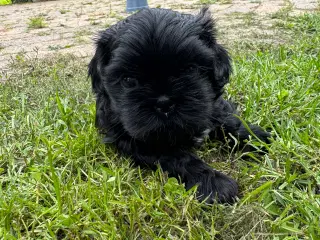 Shih Tzu hvalp - Alfred 