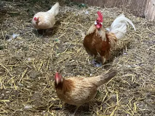 Hollandske dværghøns 