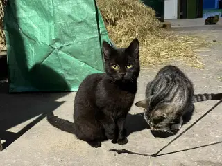 Kattekilling, hun, helt sort