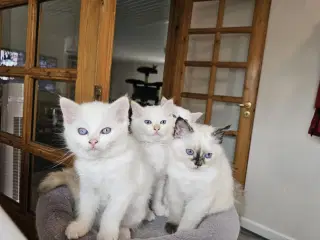 Hellig birma/ragdoll blandinger 