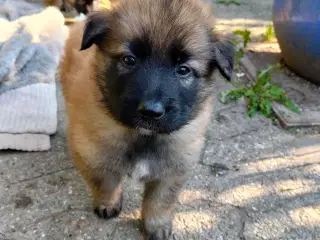Belgisk hyrdehund / Schweizisk hyrdehund Hvalpe