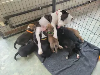 Staffordshire Bull Terrier hvalpe
