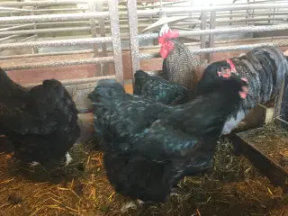 Ruge æg af Orpington høns, Stor race.
