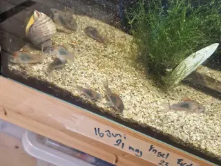 Venezuela Pansermaller YNGLE gruppe