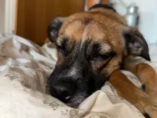 Hund søger nyt hjem 