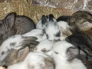 Kaninunger blandings race 