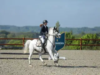 Skøn 1. Pony mangler ny bedst ven 