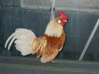 Hollænder haner  Dværg