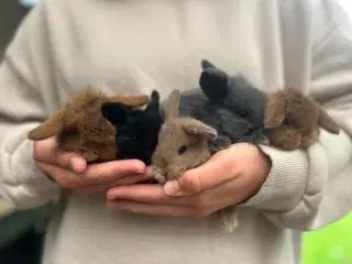 Mini lops og Lion lops
