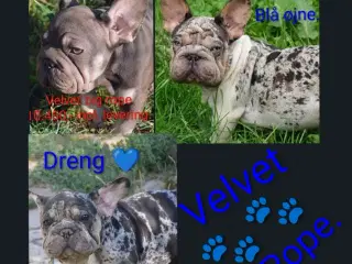 Fransk bulldog. NEDSAT!