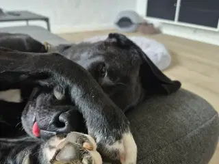 Søde Axel søger ny familie💙