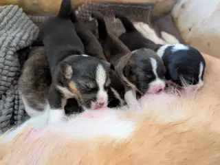 Blandingshvalpe corgi mix