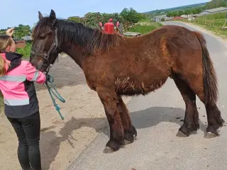 1 årig Jyskhest hingst sælges