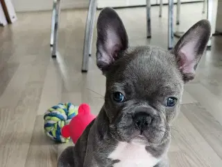 Fransk bulldog hvalpe