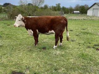 Hereford ko