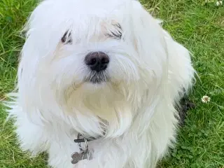 Malteser (hundhun)