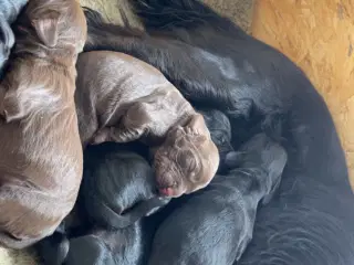 FT.cockerspaniel hvalpe 