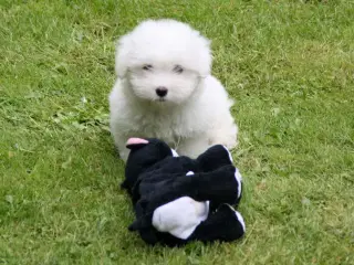 Coton de tulear