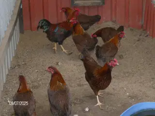 Dværghøns Velsumer