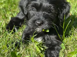 Bichon Havanais hvalp
