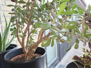 Stueplante, Paradistræ