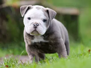 Old english bulldog hvalpe 