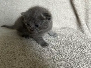 British shorthair killinger sælges