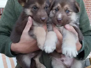 Siberian Husky/Alaskan Malamute/Schæfer hvalpe 